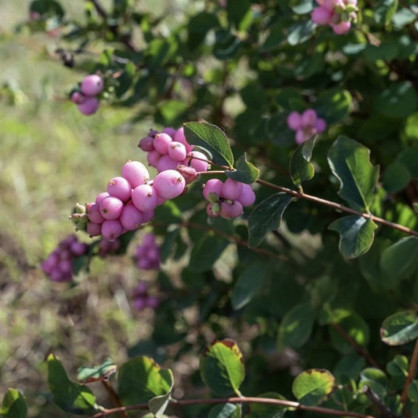 Снежноягодник Доренбоза «Мэджикал Пинк Кушион»