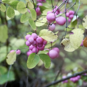 Снежноягодник Доренбоза «Мэджикал Райдин Худ»