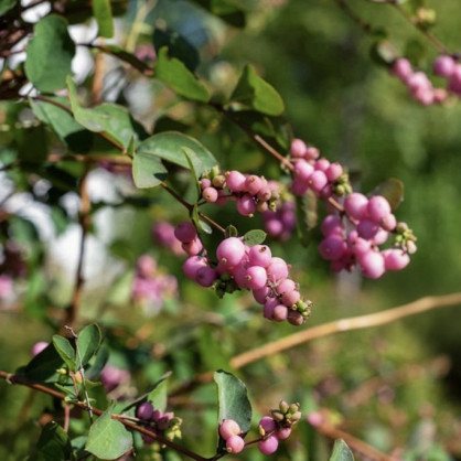 Снежноягодник Доренбоза «Мэджикал Свит»