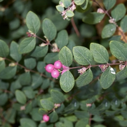 Снежноягодник Доренбоза «Мэджикал Берри Крисмас»