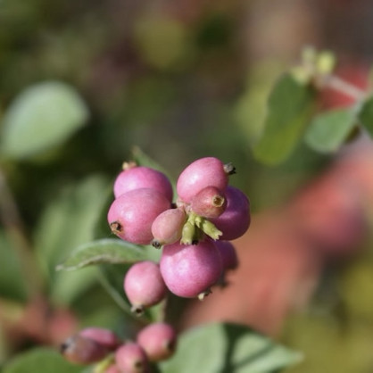 Снежноягодник «Симфони Рамбл»