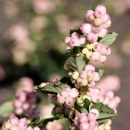 Снежноягодник «Симфони Рейв»