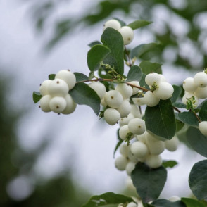 Снежноягодник «Симфони Рок»
