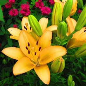 Лилия «Менорка»