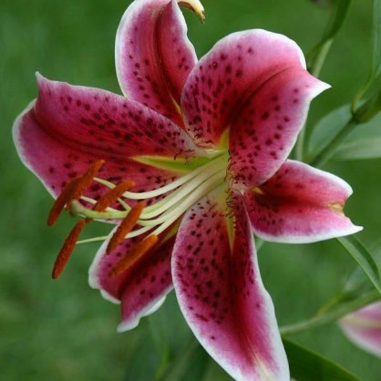 Лилия «Старфайтер»