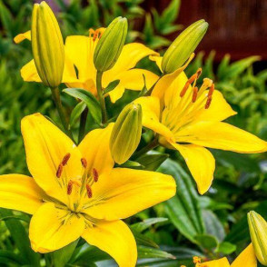 Лилия «Тампа»