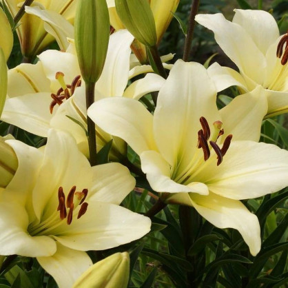 Лилия «Келсо»