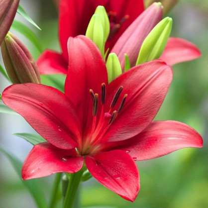 Лилия «Корлеоне»