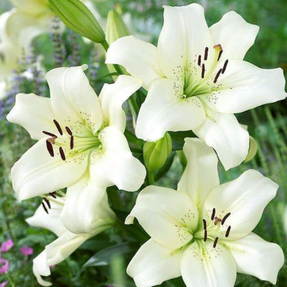 Лилия «Эрколано»