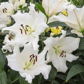 Лилия «Сантандер»