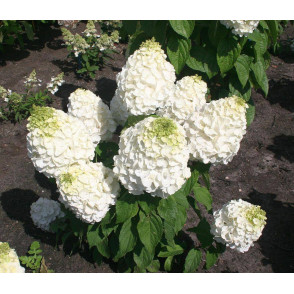 Гортензия метельчатая «Мэджикал Монблан»