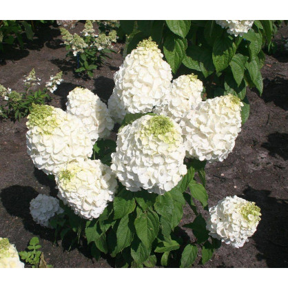 Гортензия метельчатая «Мэджикал Монблан»
