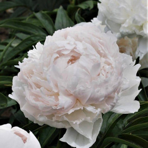 Пион «Бразер Чак»