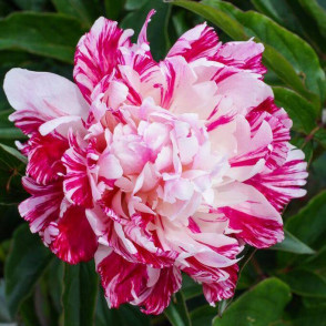 Пион «Кэнди Страйп»