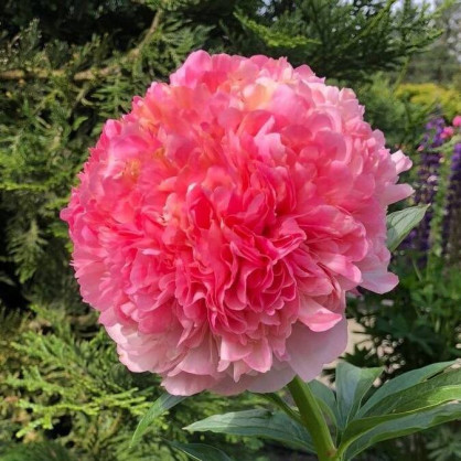 Пион «Салмон Глори»