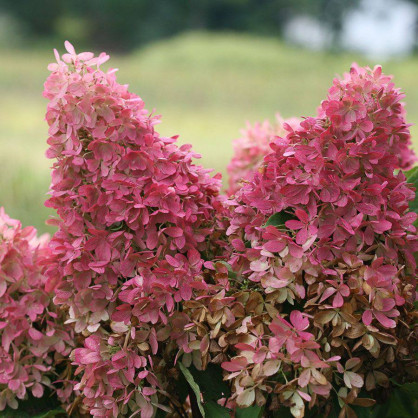 Гортензия метельчатая «Долли»