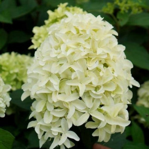 Гортензия метельчатая «Скайфолл» 