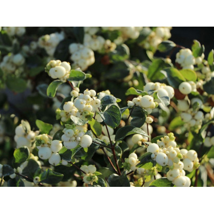 Снежноягодник Доренбоза «Вайт Хедж»