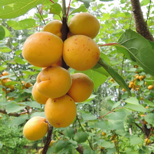 Абрикос «Десертный»