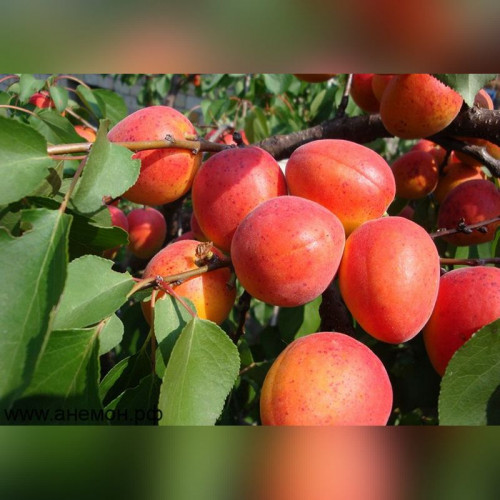 Абрикос «Краснощекий»