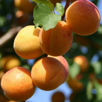 Абрикос «Мичуринский»