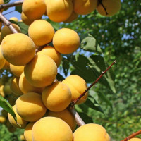 Абрикос «Погремок»