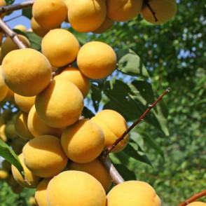 Абрикос «Погремок»