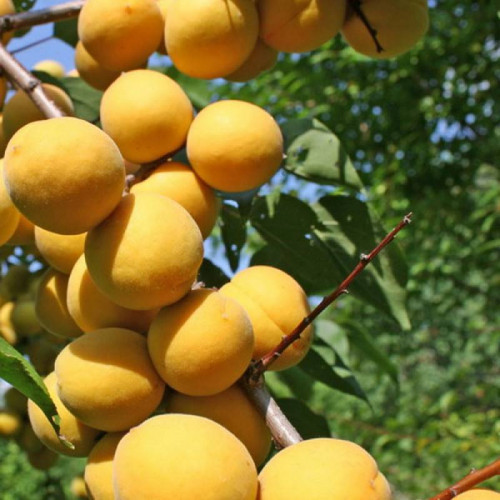 Абрикос «Погремок»