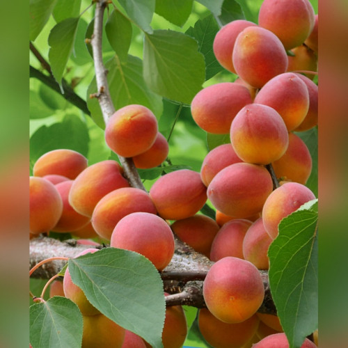 Абрикос «Триумф Севера»