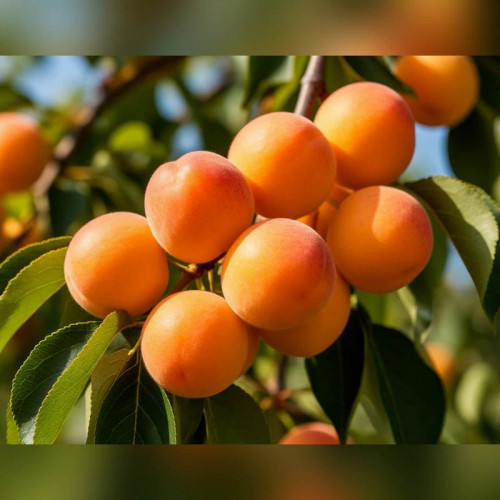 Абрикос «Царский»