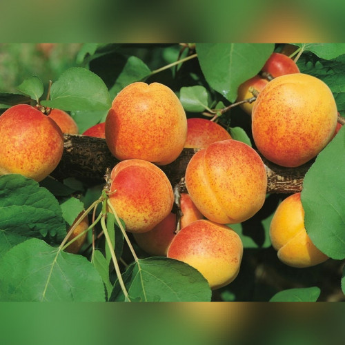 Абрикос «Чемпион Севера»