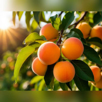 Абрикос «Эдельвейс»