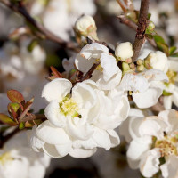 Айва Джет Трэйл (Jet Trail)