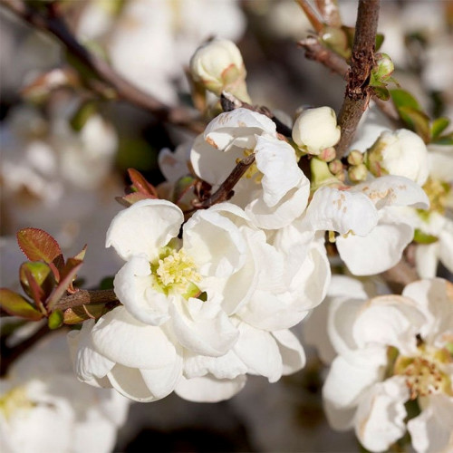 Айва Джет Трэйл (Jet Trail)