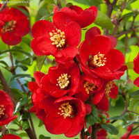 Айва Кримсон энд Голд