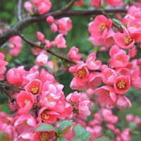 Айва Пинк Леди (Pink Lady)