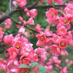 Айва Пинк Леди (Pink Lady)