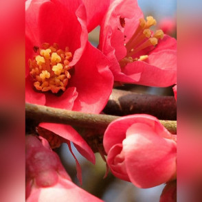 Айва Саржента (Sargentii)