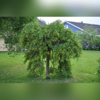 Акация желтая на штамбе