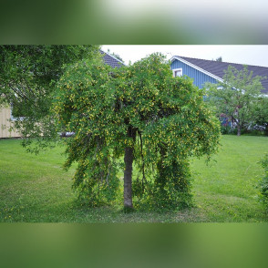 Акация желтая на штамбе