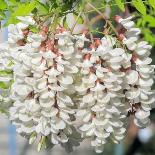 Акация желтая