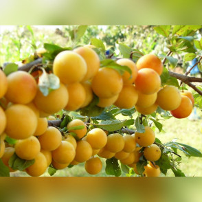 Алыча «Золото Скифов»