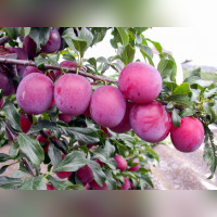 Алыча «Кубанская комета»