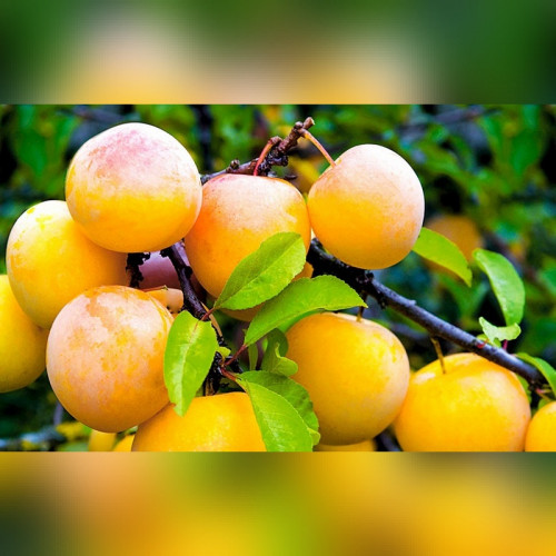 Алыча «Подарок Санкт-Петербургу или Ленинградская желтая»