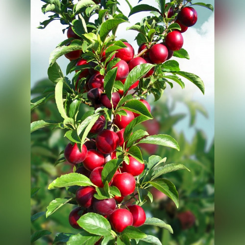 Алыча колоновидная