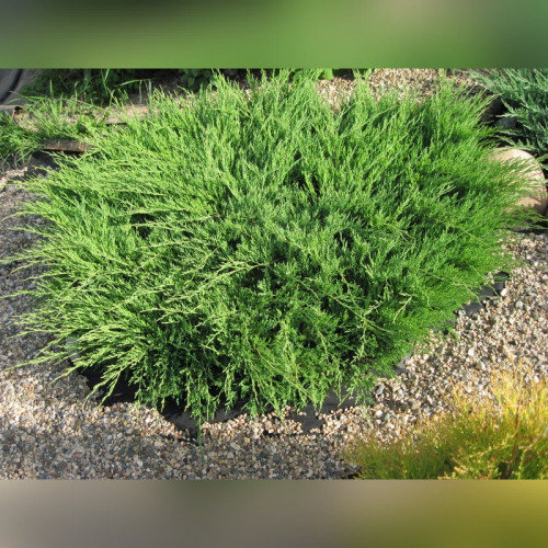 Можжевельник «Андорра Компакт»