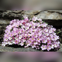 Арабис многолетний