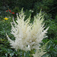 Астильба Арендса Браутшлеер (Braustcheier)