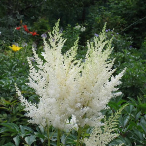 Астильба Арендса Браутшлеер (Braustcheier)