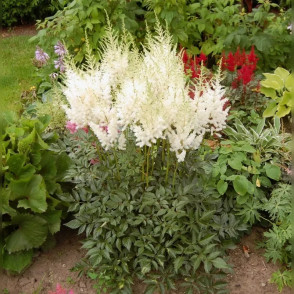 Астильба Арендса Диамант (Diamant)